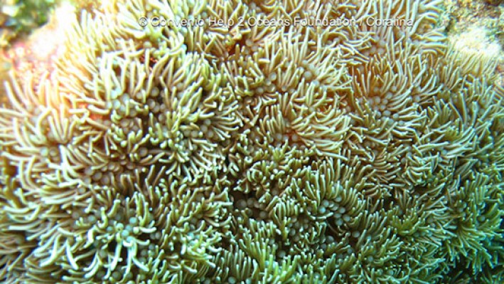 Branching anemone (2)